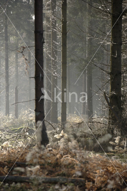 Nationaal Park Drents-Friese Wold