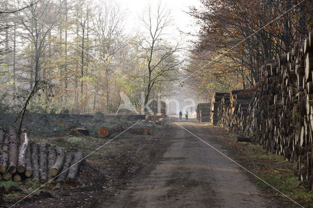 Nationaal Park Drents-Friese Wold