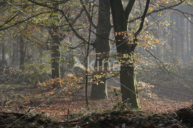 National Park Drents-Friese Wold