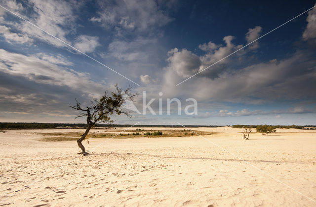 Nationaal Park Loonse en Drunense Duinen