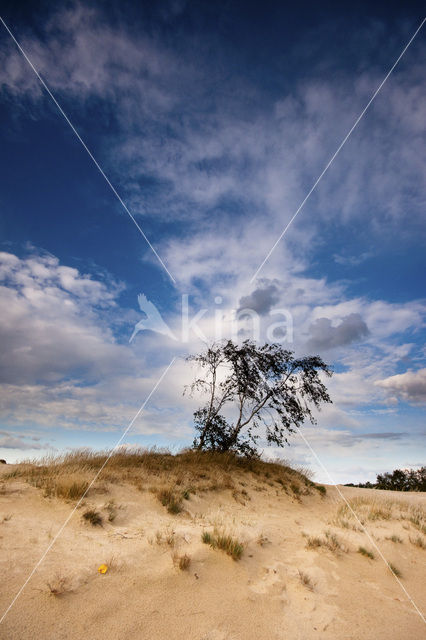 National Park Loonse en Drunense Duinen