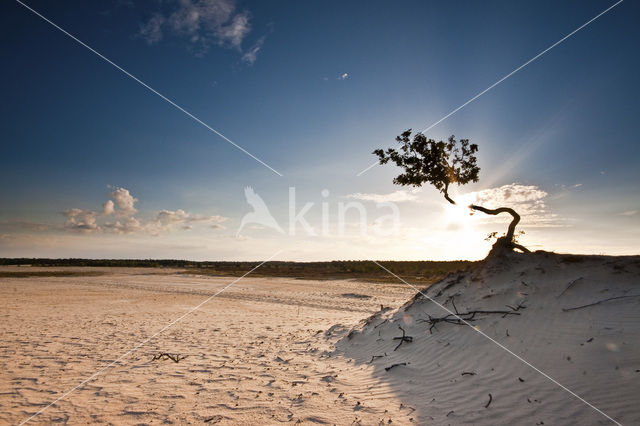 Nationaal Park Loonse en Drunense Duinen