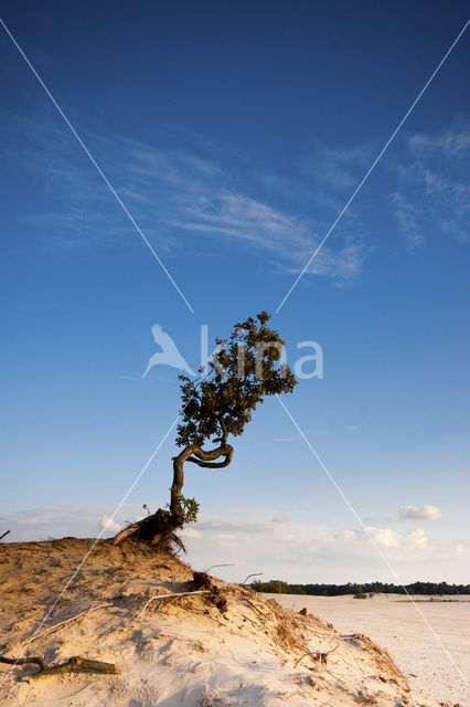 National Park Loonse en Drunense Duinen