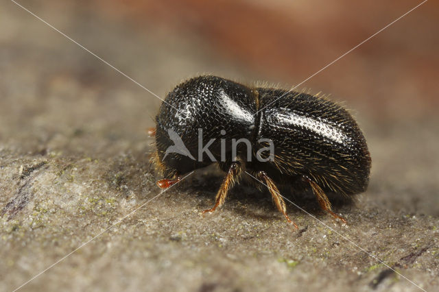 Ongelijke Houtboorder (Xyleborus dispar)