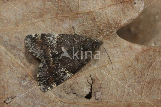 Oranje berkenspanner (Archiearis parthenias)