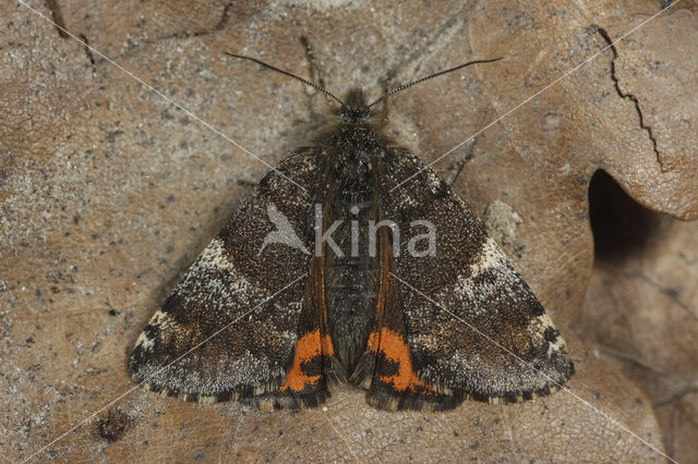 Oranje berkenspanner (Archiearis parthenias)