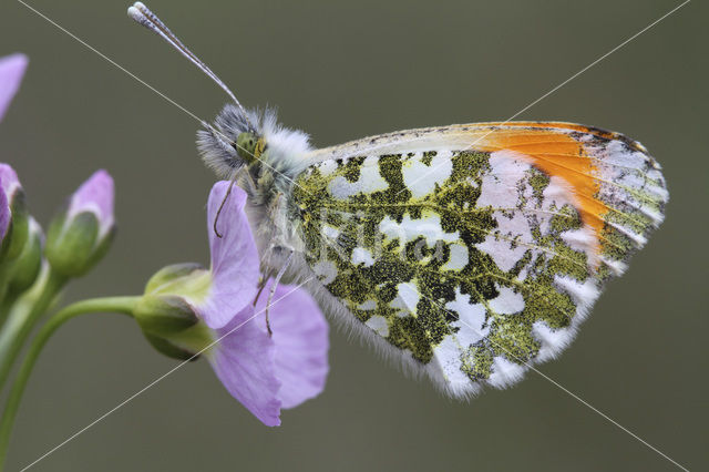 Oranjetipje (Anthocharis cardamines)