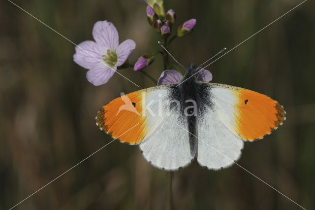 Oranjetipje (Anthocharis cardamines)