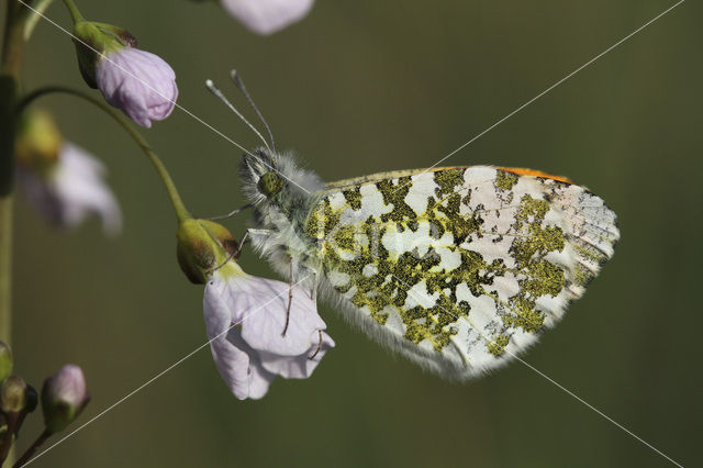 Oranjetipje (Anthocharis cardamines)