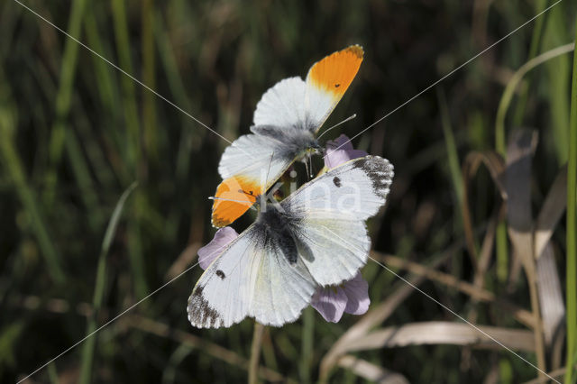 Orange-tip (Anthocharis cardamines)