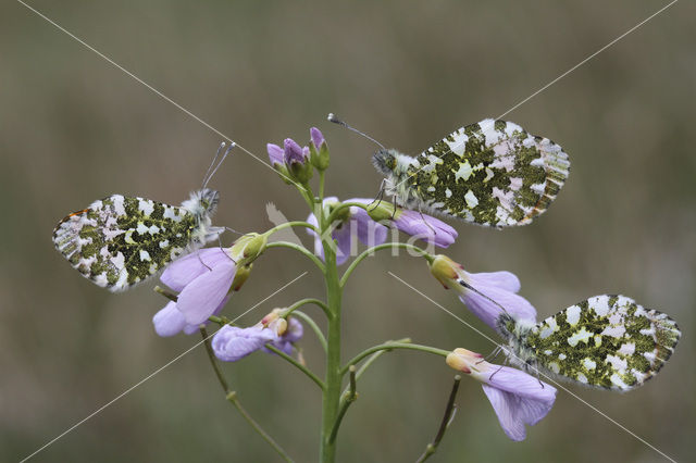 Oranjetipje (Anthocharis cardamines)