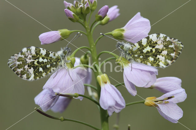 Oranjetipje (Anthocharis cardamines)