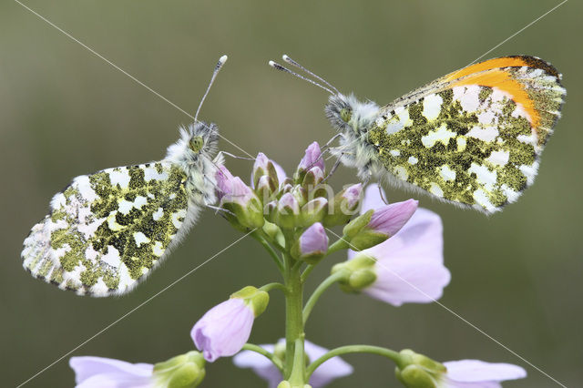 Oranjetipje (Anthocharis cardamines)