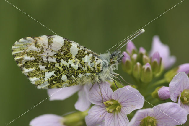 Oranjetipje (Anthocharis cardamines)