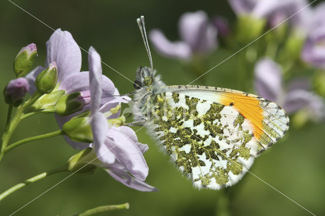 Orange-tip (Anthocharis cardamines)