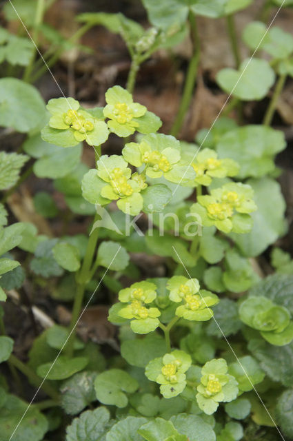 Paarbladig goudveil (Chrysosplenium oppositifolium)