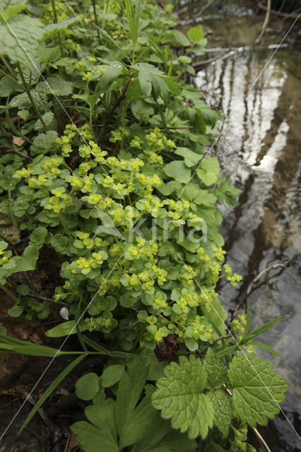 Opposite-leaved Golden Saxifrage (Chrysosplenium oppositifolium)