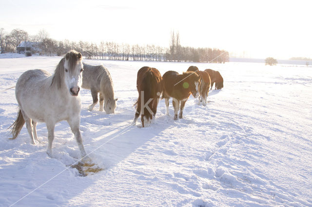 Paard (Equus spp)