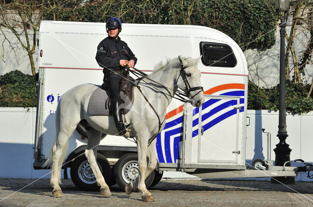 Paard (Equus spp)