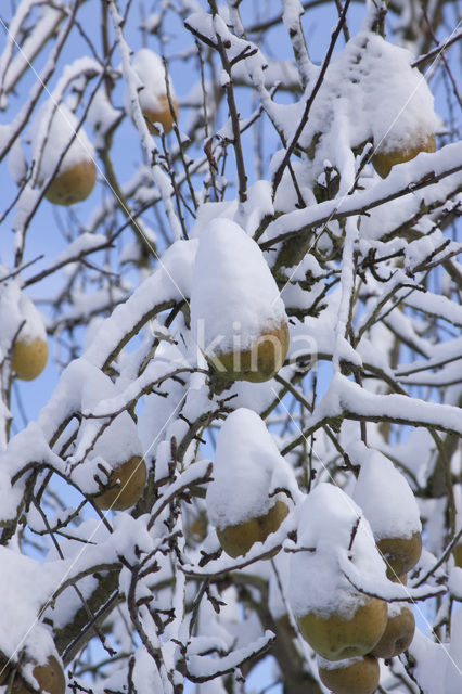 Pear (Pyrus spec.)