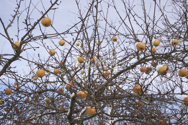 Pear (Pyrus spec.)