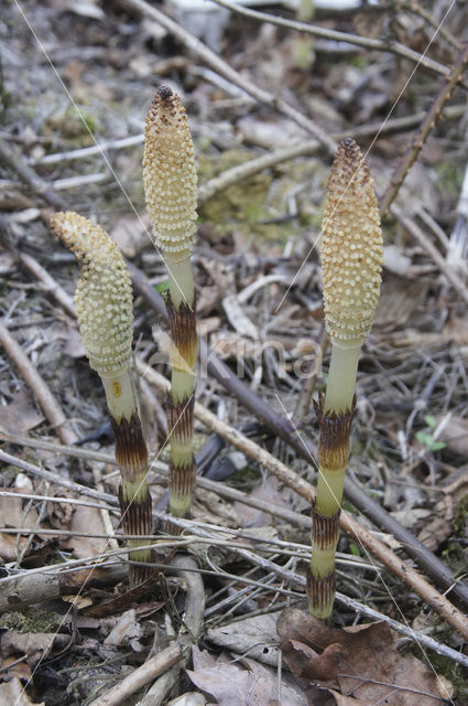 Reuzenpaardenstaart (Equisetum telmateia)