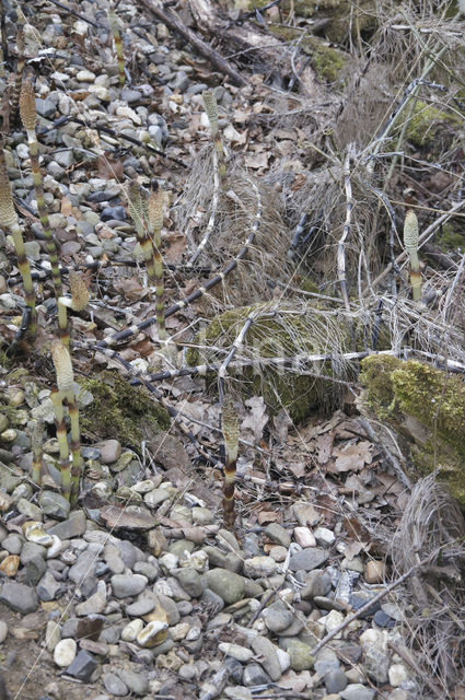 Great Horsetail (Equisetum telmateia)