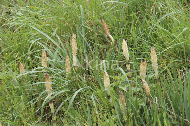 Great Horsetail (Equisetum telmateia)