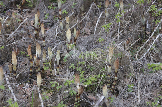 Reuzenpaardenstaart (Equisetum telmateia)