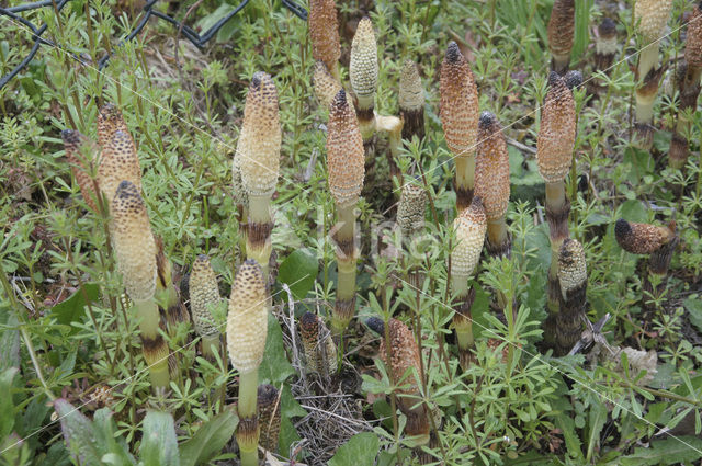 Reuzenpaardenstaart (Equisetum telmateia)