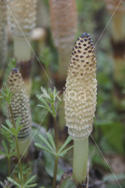 Great Horsetail (Equisetum telmateia)