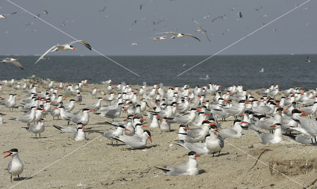 Reuzenstern (Sterna caspia)