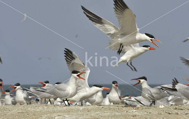 Caspian Tern (Sterna caspia)