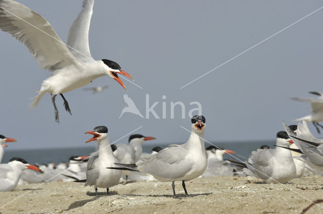 Caspian Tern (Sterna caspia)