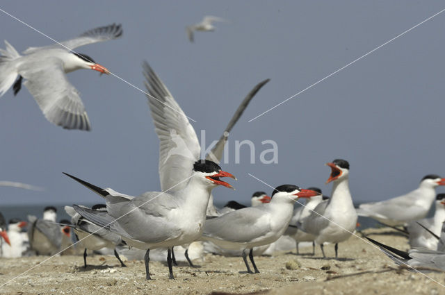 Reuzenstern (Sterna caspia)