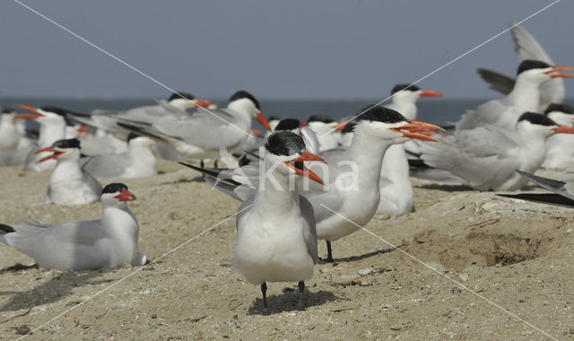 Caspian Tern (Sterna caspia)