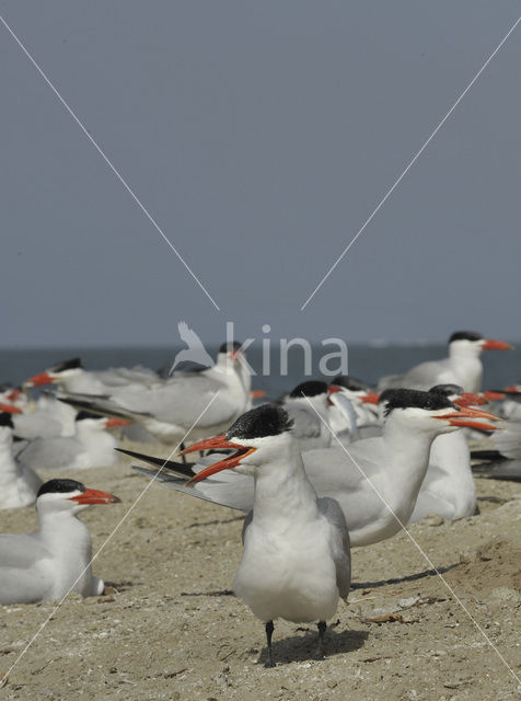 Caspian Tern (Sterna caspia)