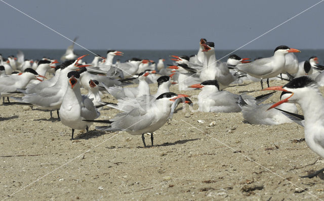 Caspian Tern (Sterna caspia)