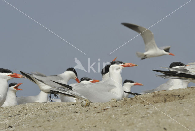 Caspian Tern (Sterna caspia)