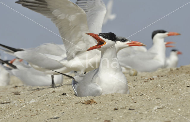 Caspian Tern (Sterna caspia)
