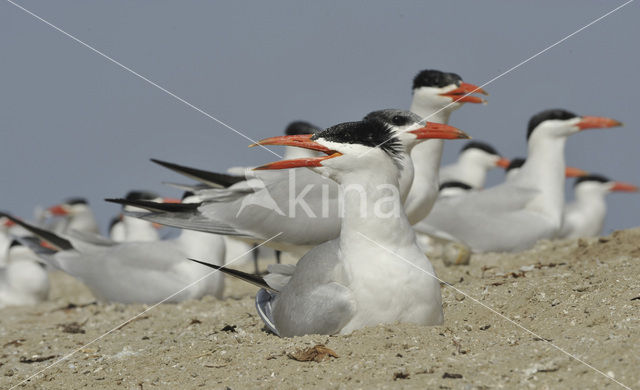 Caspian Tern (Sterna caspia)