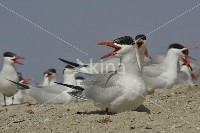 Caspian Tern (Sterna caspia)