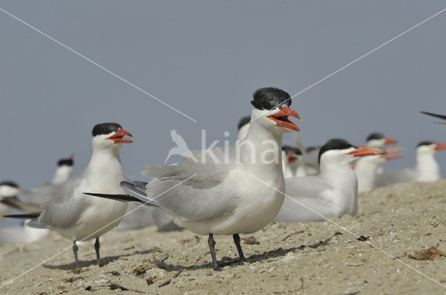 Caspian Tern (Sterna caspia)