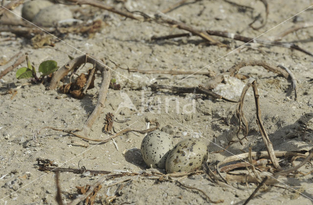 Caspian Tern (Sterna caspia)