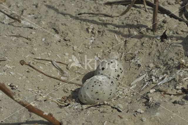 Caspian Tern (Sterna caspia)