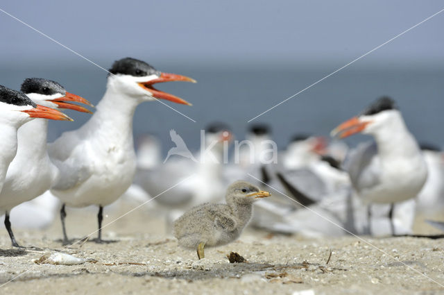 Caspian Tern (Sterna caspia)