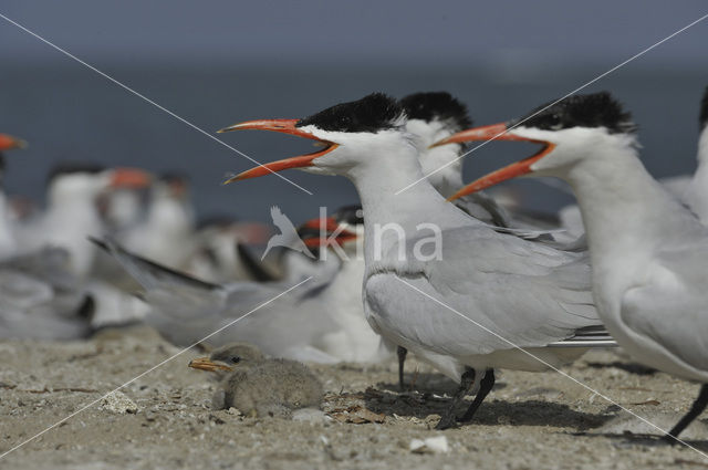 Reuzenstern (Sterna caspia)