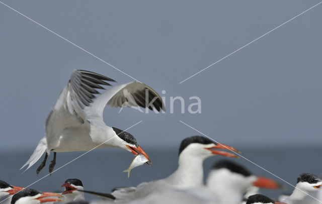 Caspian Tern (Sterna caspia)