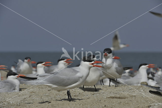 Caspian Tern (Sterna caspia)