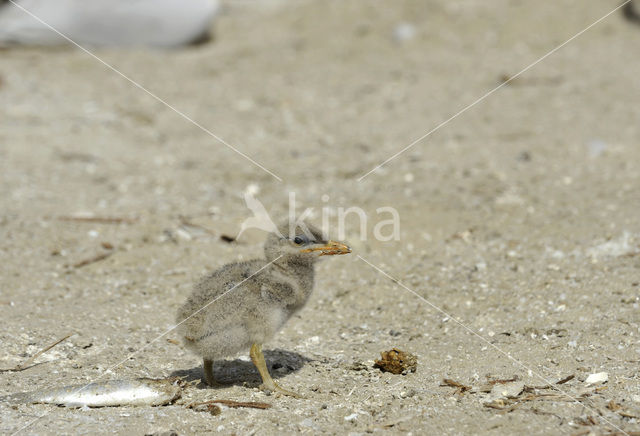 Caspian Tern (Sterna caspia)